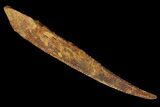 Fossil Shark (Asteracanthus) Dorsal Spine - Morocco #106578-1